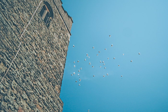 Dove Release
